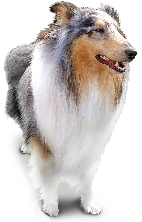 Earn Cashback on Hills Pet Food Products by joining the Hills Loyalty Programme