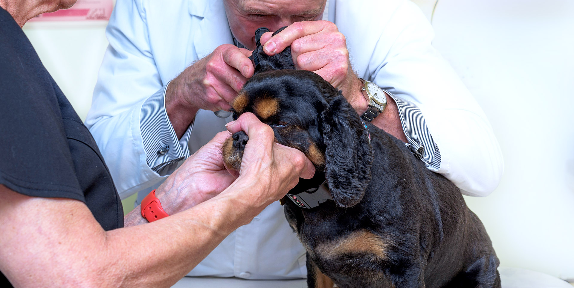 Riverside Veterinary Centre, Pet Insurance, Advice, Policies and Claims